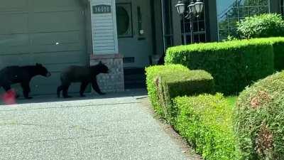 Bears in Surrey. Filmed 20 min ago. Called police.