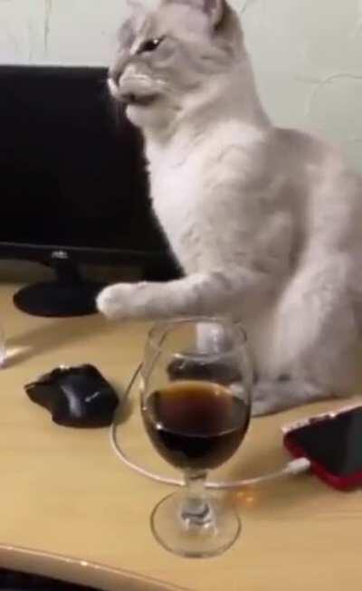 Cat's reaction to trying Coke for the first time.