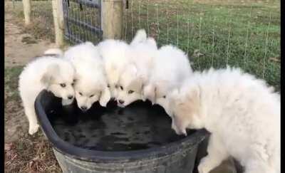 The sound of the puppies homies hydrating