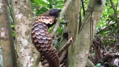 Just in case you've never seen a Pangolin climbing a tree before.