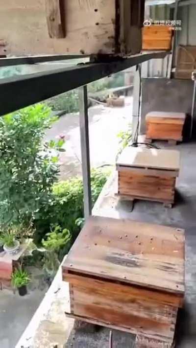 Beekeeper Protecting His Bees From Hornets