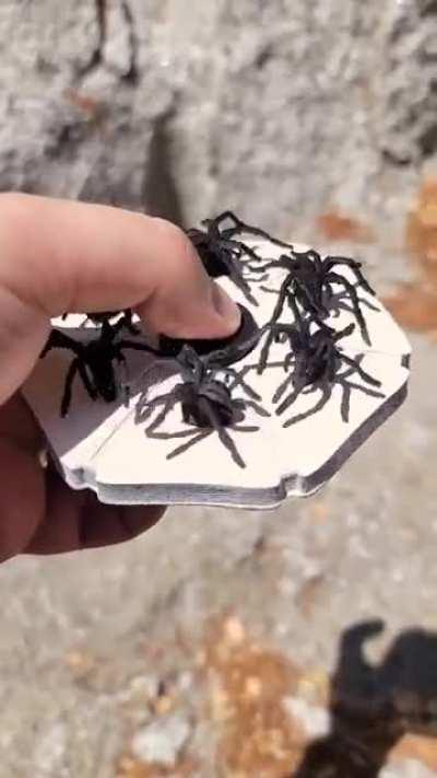 This animated spider spinner