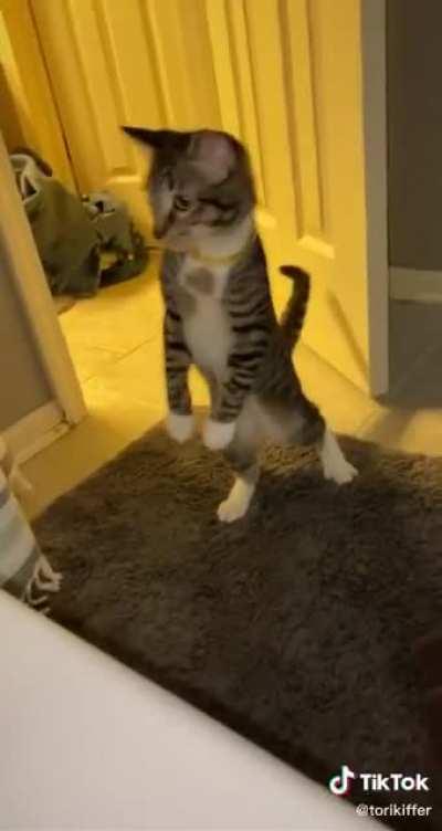 It’s all fun until the cat squares up