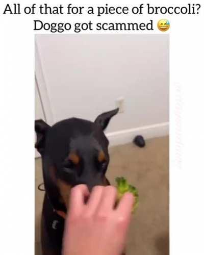 Doggo got scammed!