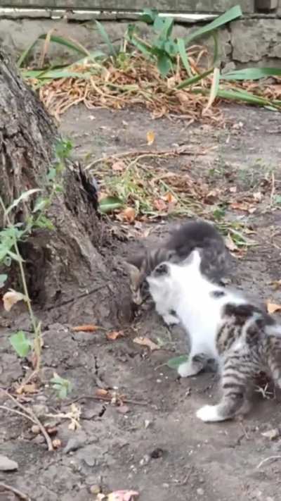 A kitty saving another kitty in trouble