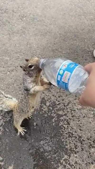 Squirrel asking for water