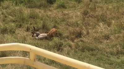 🔥 Mother Zebra Kicks Lion to Save her Foal