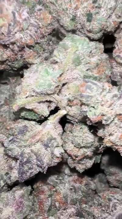 GMO (ChemDawg x GirlScoutCooks)