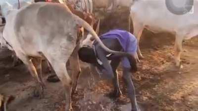 This is the Mundari tribe of South Sudan. They have bathed in cattle urine for generations to fight off infections and pests.