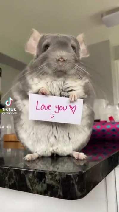 Chinchilla