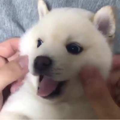 Shiba pup cheek squishes