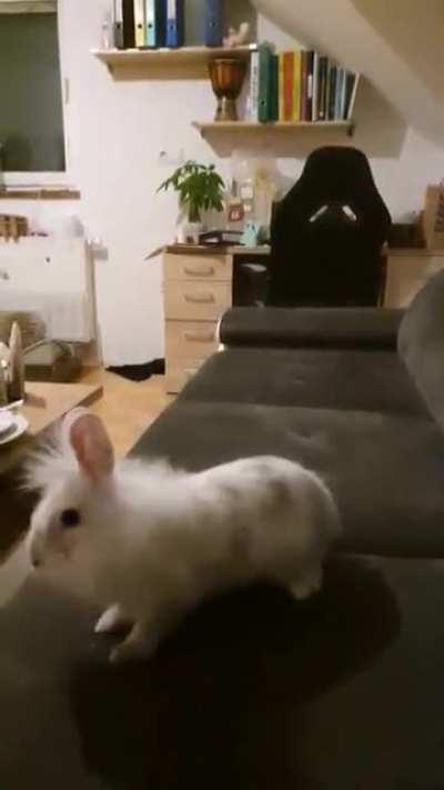 My bunny loves to zoom on the couch