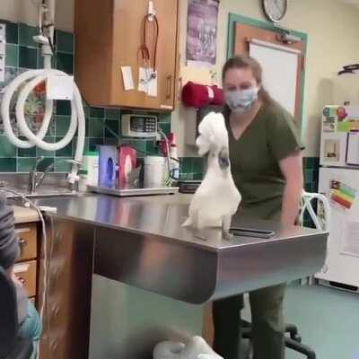 Sydney, a male umbrella cockatoo socialising with Vet Hospital Staff