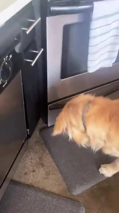 Good boi Patiently waiting for a piece of popcorn to fall.