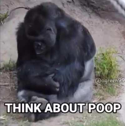 Monke eat poop????? 😔😔😔😔😔😨😰😰😢😭😭😭😭