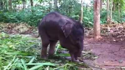 Baby elephant learning to use its trunk