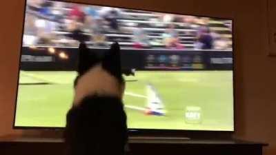 Kirk, a female Border Collie, watching herself win the 2017 Purina Pro Challenge.