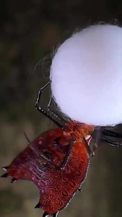 A thorned heart orb weaver spider (Micrathena clypeata) carefully builds an egg sac at night. The multilayered, complex structure physically protects the eggs and hatchlings against predators, parasites, and fluctuating temperatures