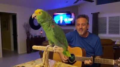 A parrot with a talent