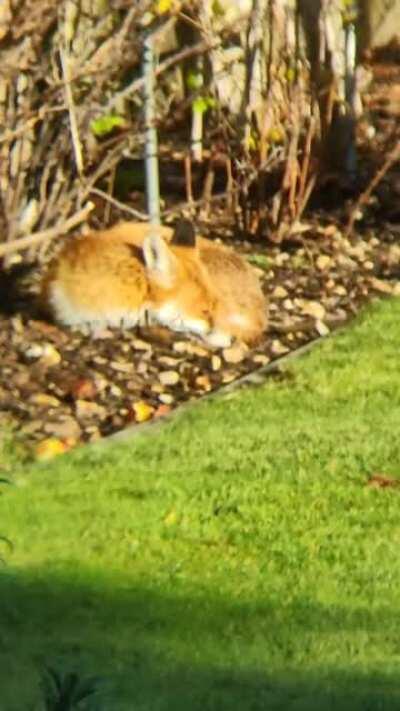 Getting comfortable in the winter sun!