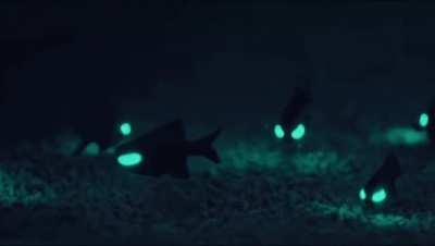 🔥 Flashlight Fish 🔥