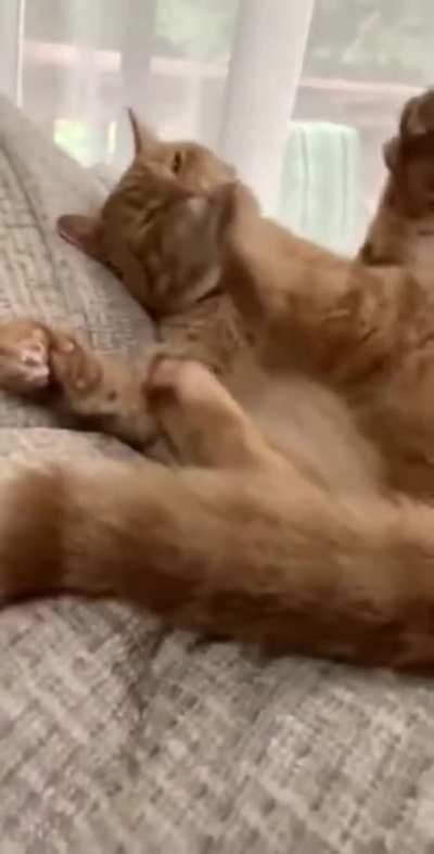 Scratching ear while laying down