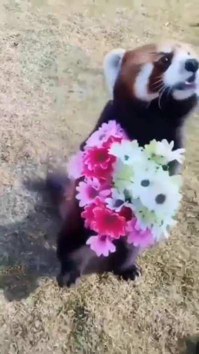 Carrying flowers for his Parents