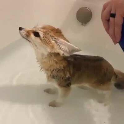 Giving a fox a bath