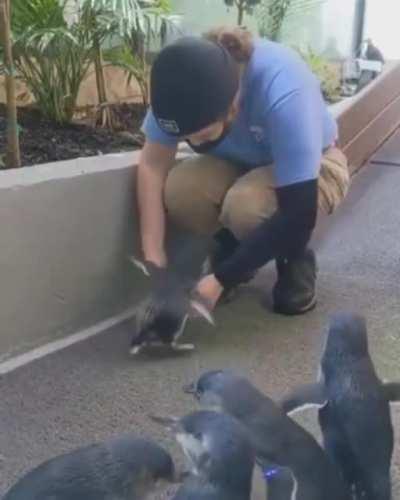 Needy lil penguin