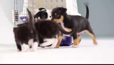 Kittens and puppies meet for the first time