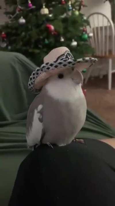 What in birdy costumization