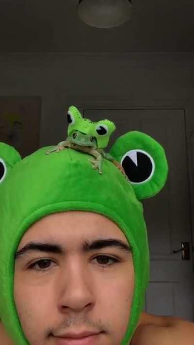 frog wearing a frog hat