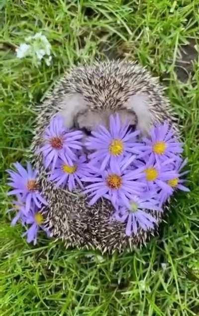 Hedgehog wishes you a happy Sunday