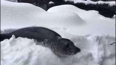 The Oregon Zoo had to close due to heavy snow, but some of the residents didn’t seem to mind the weather.