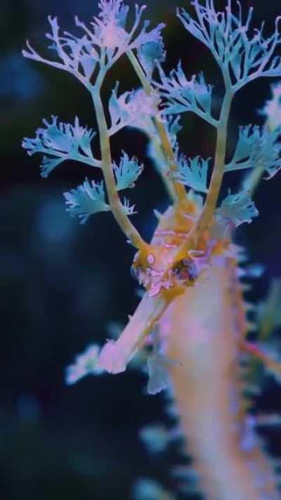 Leafy sea dragon seahorse.