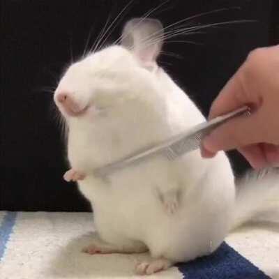 A chinchilla chillin being brushed