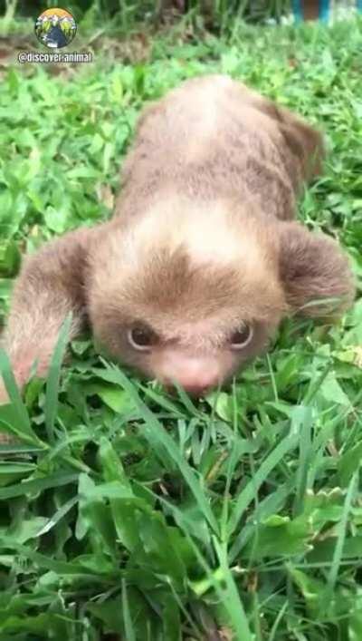 Sloth