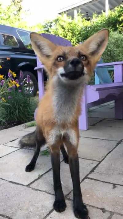 Last summer Todd lived in my garden. I hope he comes back this summer!