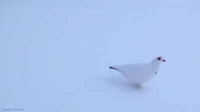 This is a Rock Ptarmigan and this is what it sounds like.