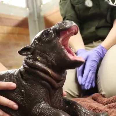 Baby pigmy hippo yawn