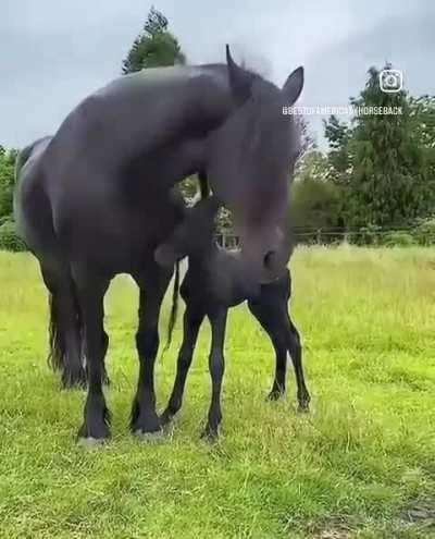 Black Beauties