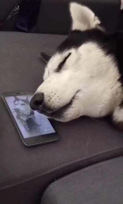 Humans can talk while dreaming, so can dogs