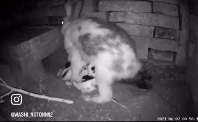 Mom Rabbit opening her nest, nursing her young and then closing it up