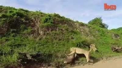 Lioness takes down impala midair