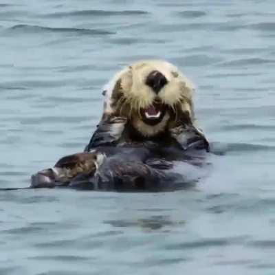 🔥 Sea Otter being adorable 🔥