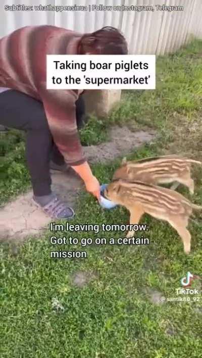 Ukrainian soldier leads two little boar piglets, Tisha and Tosha, to a 'supermarket' for some milk.