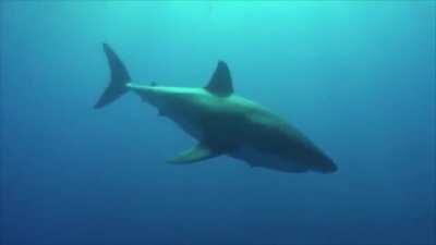 🔥 Have you ever seen a shark sneeze?