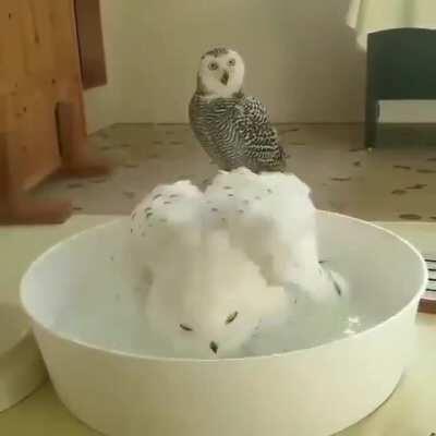 Divine white owl having a bath