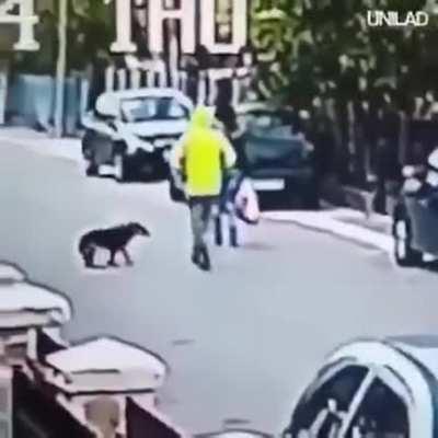 Superdog A man tried to steal a woman and the dog bit him.