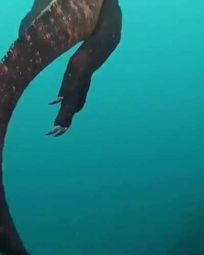 This is a Marine Iguana, aka a mini godzilla.